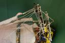 foresails.jpg