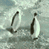 th_1015417penguin2.gif