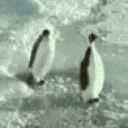 th_1015417penguin2.gif