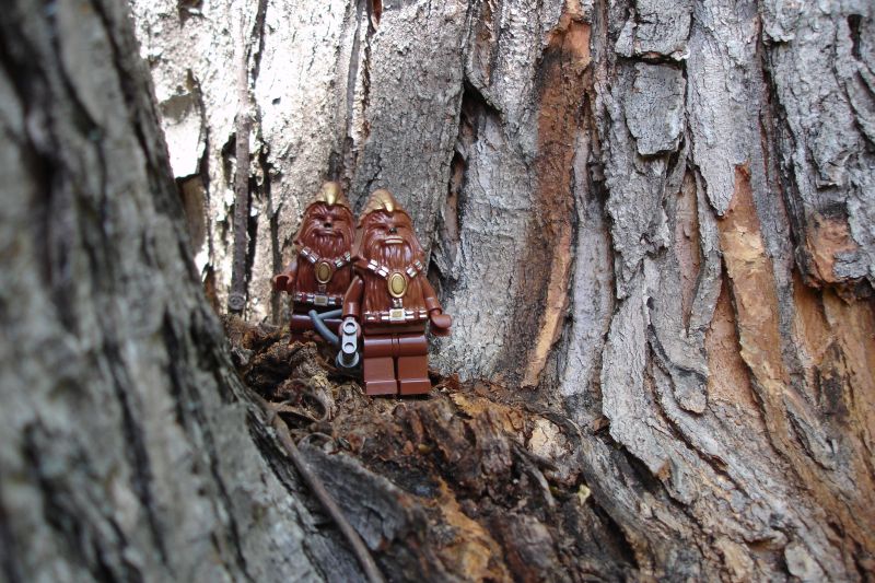wookies_001.jpg
