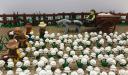 cottonplantation.jpg