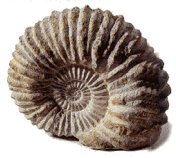 ammonite.gif