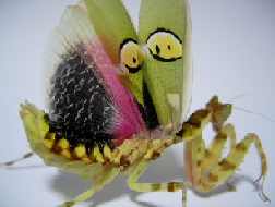mantis.png