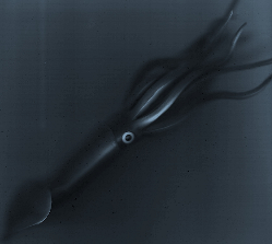 squid.png