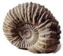 ammonite.gif