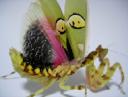 mantis.png