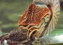 nautilus.jpg