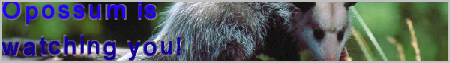 possum.png