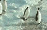 penguin_slap.bmp