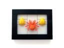 23_entomology_spider_and_ladybugs.jpg