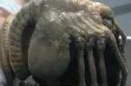 250px-alien_facehugger.jpg