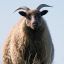 light-grey_sheep_avatar.jpg