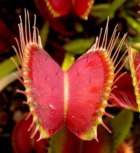 inspiration_03_-_venus_flytrap.jpg