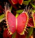 inspiration_03_-_venus_flytrap.jpg