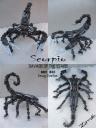 Scorpio