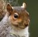 squrrelavatar.jpg