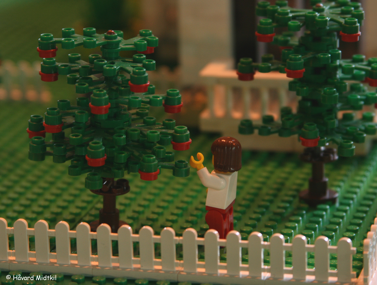 apple_tree01.jpg