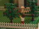 apple_tree01.jpg