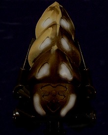 0003260.jpg