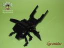 Lucanidae