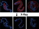 xray.gif
