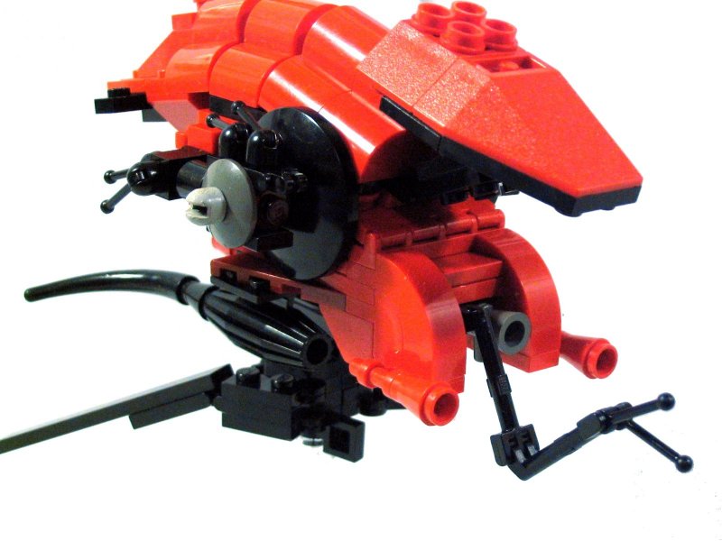 prawn-2.jpg