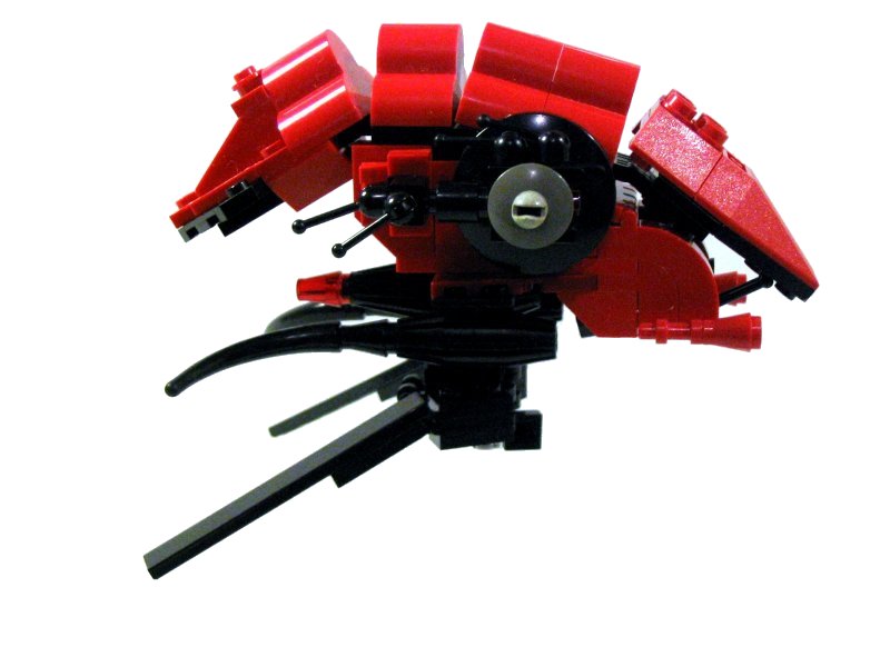 prawn-4.jpg