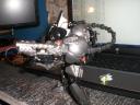 hammerback_5.jpg