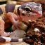 av_gecko.png