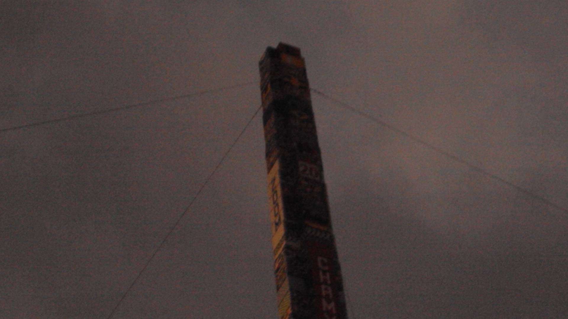 torreii_09.jpg