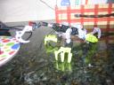 picture_330.jpg