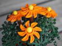 blumen_6.jpg