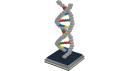 DNA01