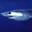makoshark.jpg