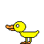 duckquack.gif