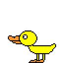 duckquack.gif