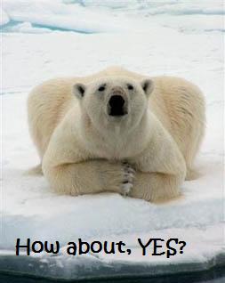 funny.polar.bear.jpg