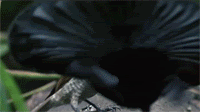 cool.gif
