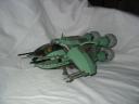 Scarab