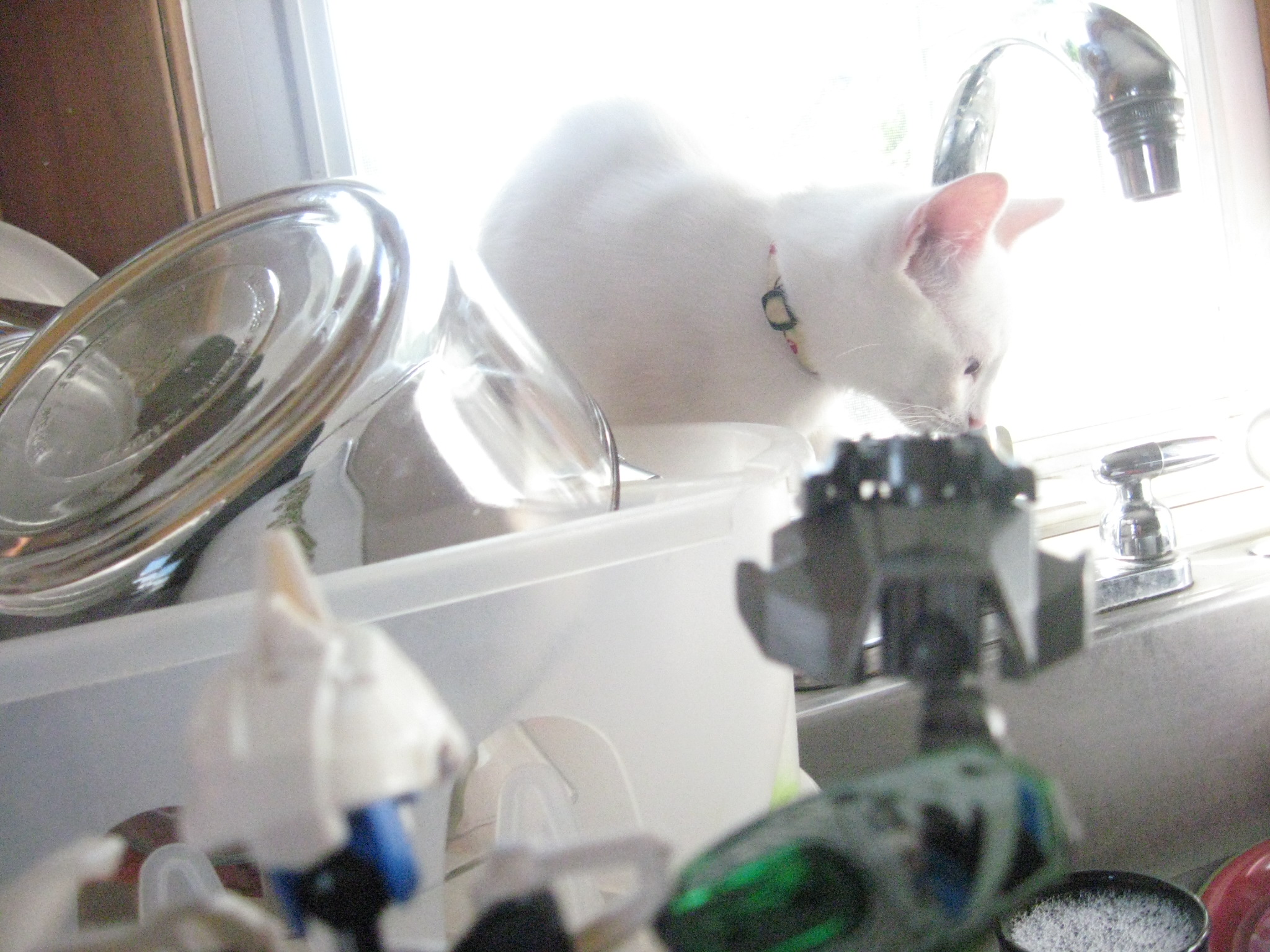 september_2011_cats_gogos_bionicle_papasan_055.jpg