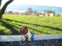 dsc00910.jpg