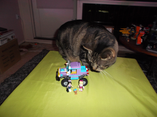 catinterested.png