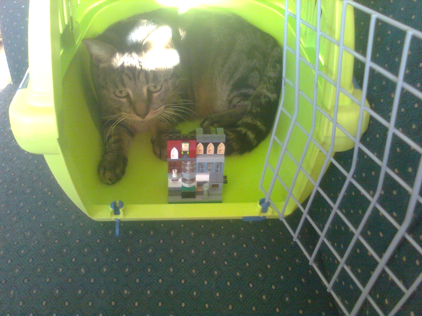 withcat.jpg