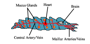 circulatory.jpg