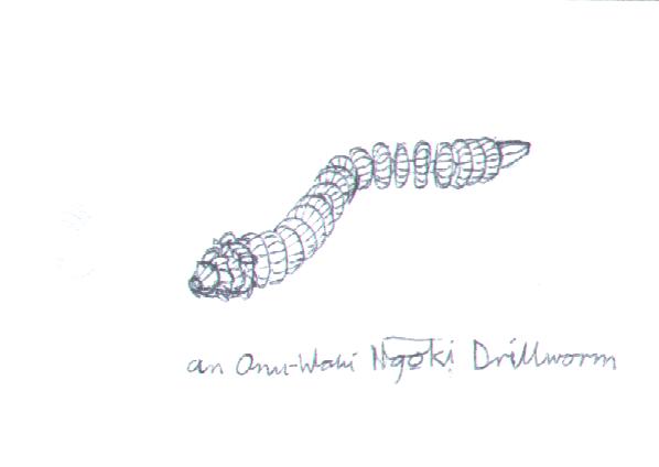 ngoki_drillworm_sketch.jpg