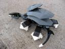 turtle2.jpg