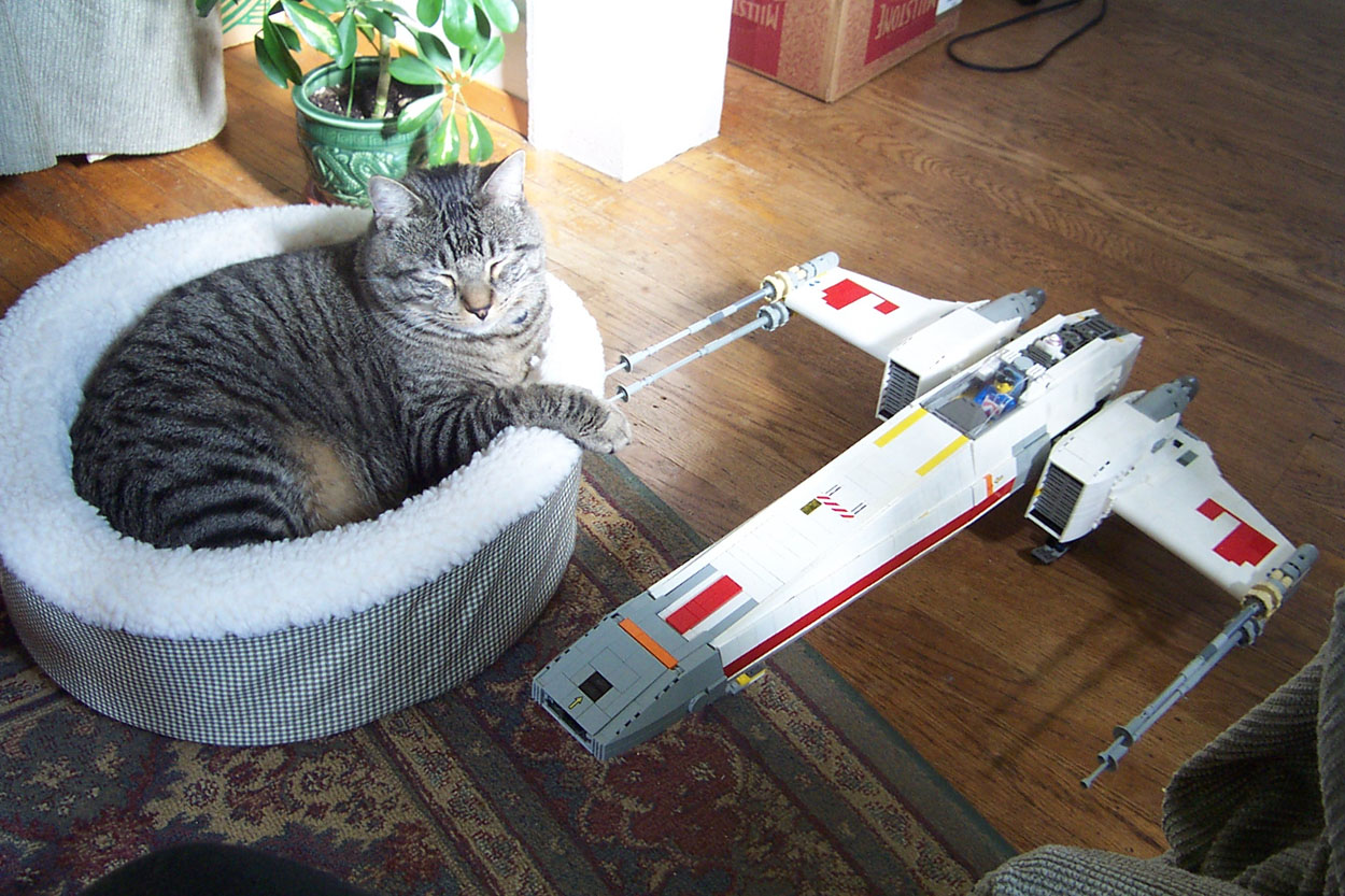 rx-wing-space-cat-sleeps.jpg
