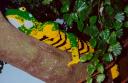 legoland1animal04.jpg