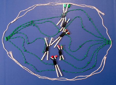 mitosis.jpg