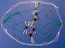 mitosis.jpg